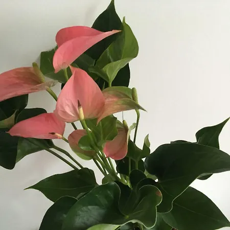 Apartamento Neda Split